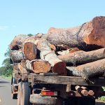 rollo madera deforestación