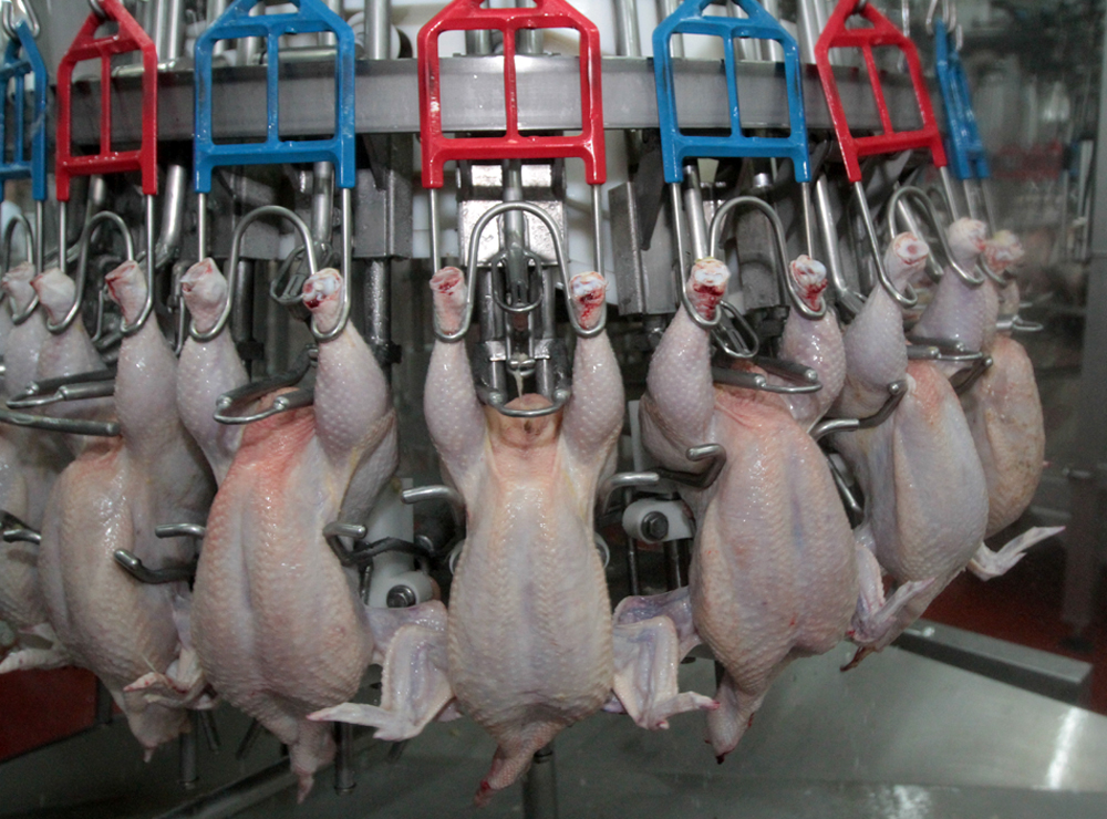 pollo aves faena carne (7) - .::Agencia IP::.