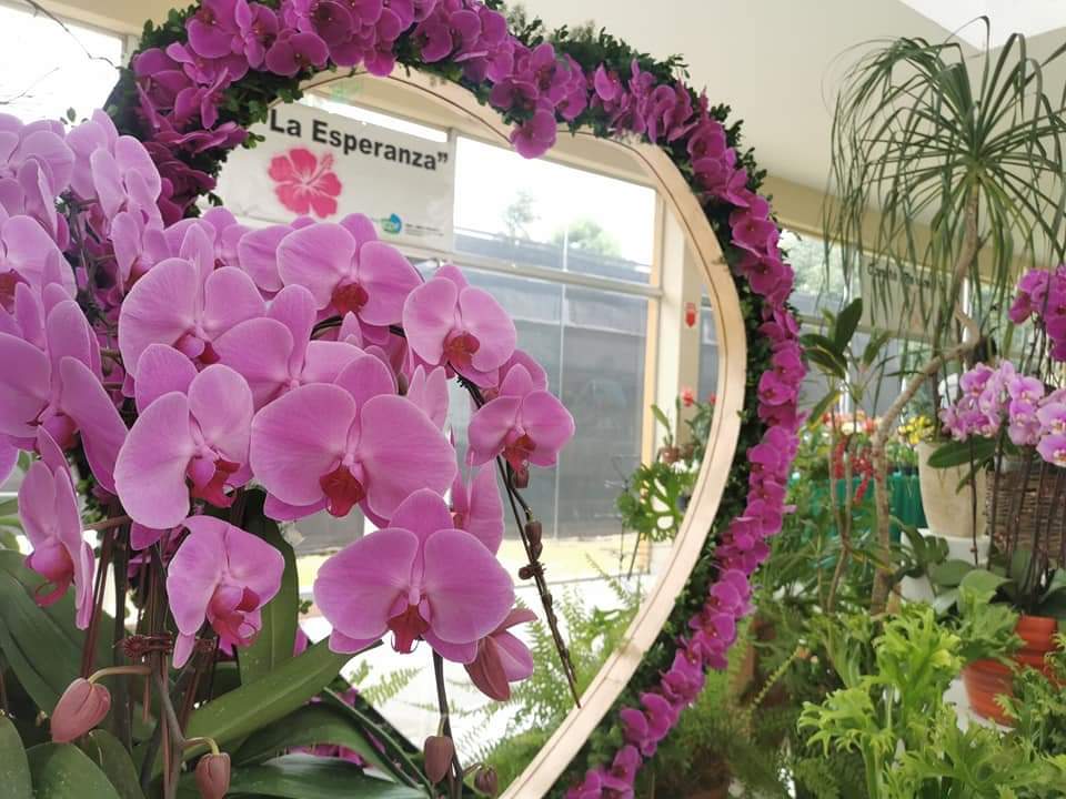 Por el Día de los Enamorados, MAG habilitará Expo Feria de Orquídeas en San  Lorenzo - .::Agencia IP::.