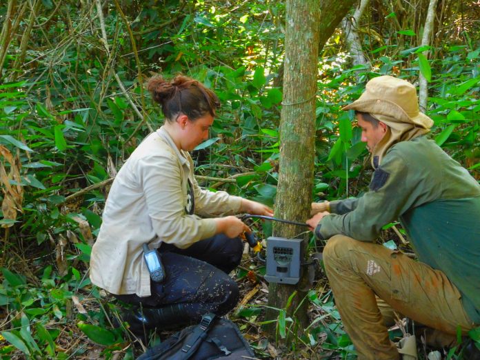 Monitorean biodiversidad en la reserva de Itaipu con cámaras trampa