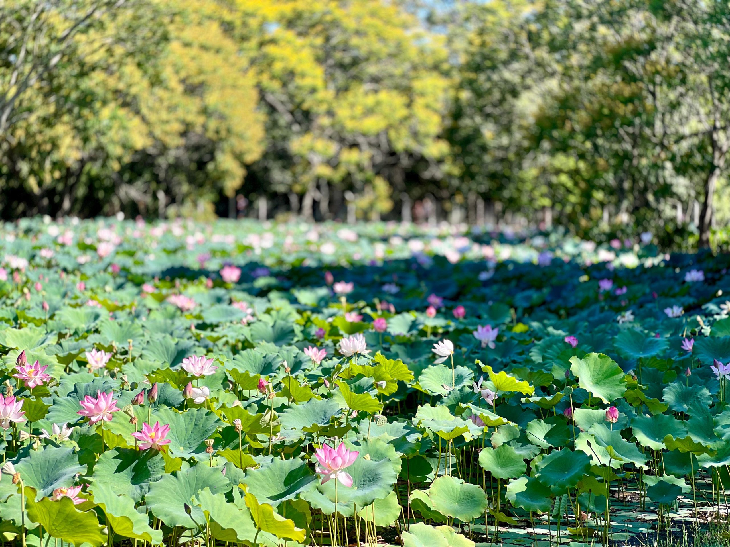 Las flores de loto pintan el verano en el Parque Ñu Guasu - .::Agencia IP::.